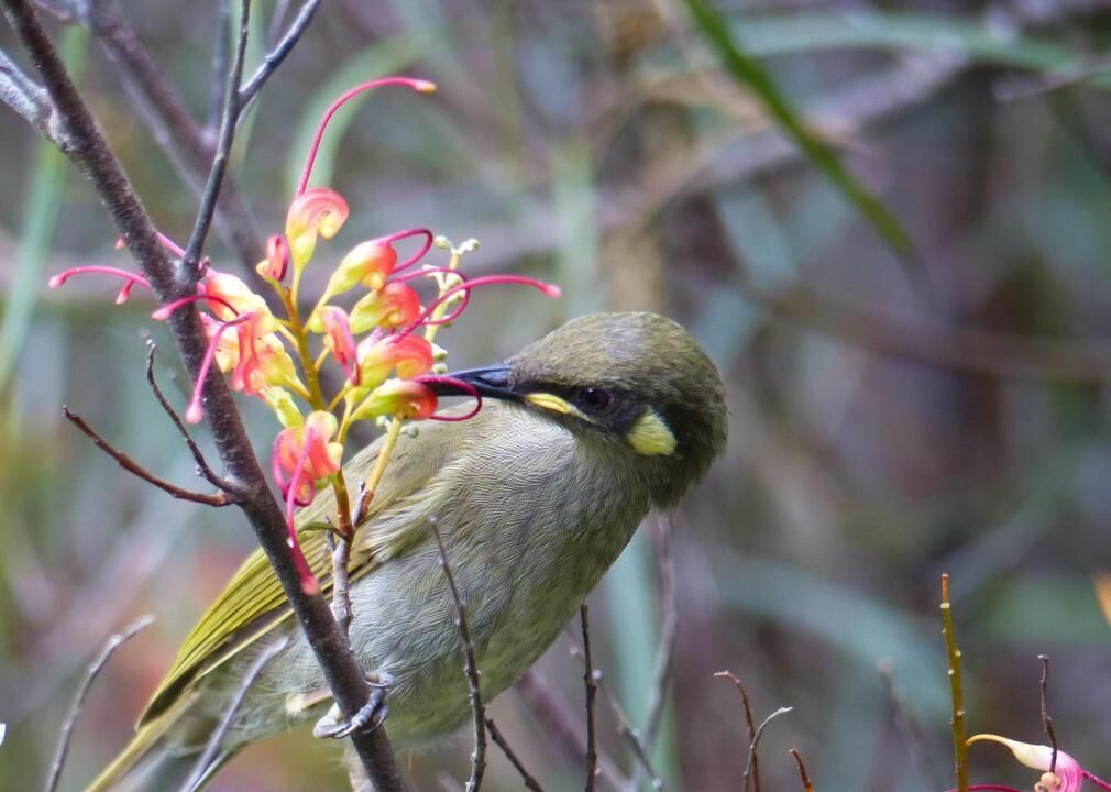 Birds are vital pollinators worldwide